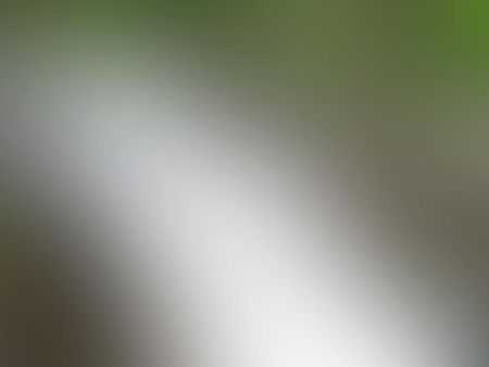 Gyönyörű fajtatiszta pomerániai törpe spitz kölykök